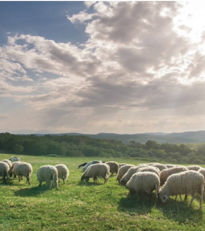 Seava Hồ Tràm Beach Resort Vietnam